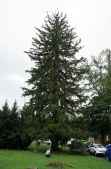 Image of the third largest Norway Spruce in Maryland in